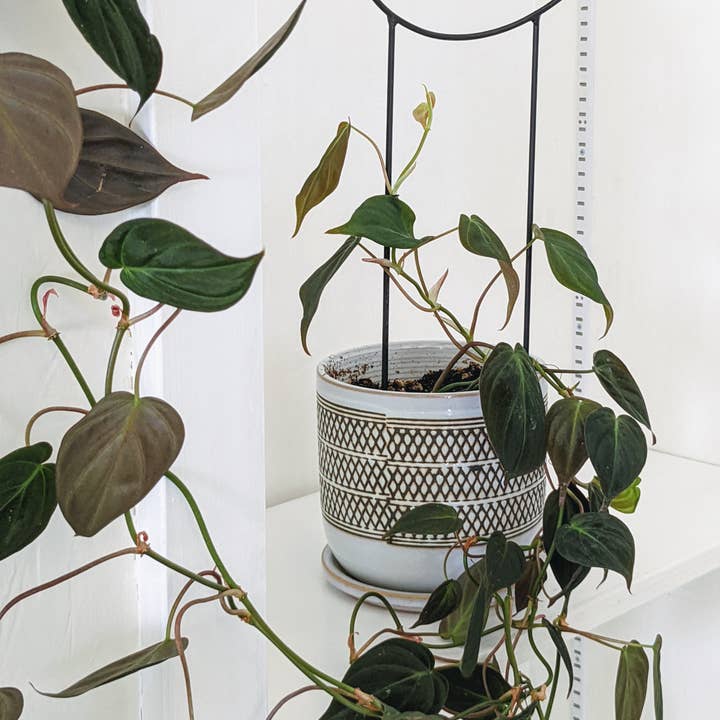 PlantsNsht - Wholesale Trellis - Metal Crescent Moon Trellis