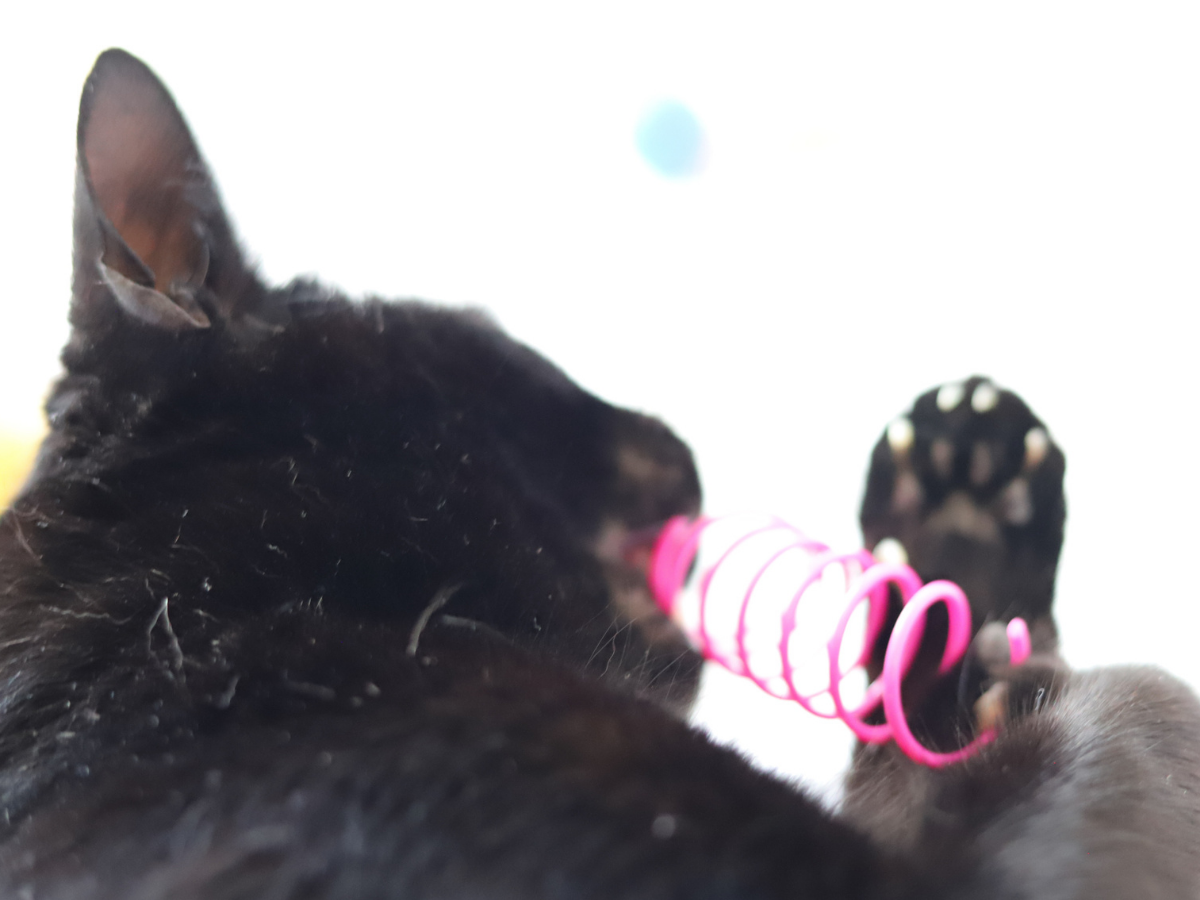 Meow Avenue - Venta al por mayor Juguete - Gatos - ¡Resortes Gato Miau!1