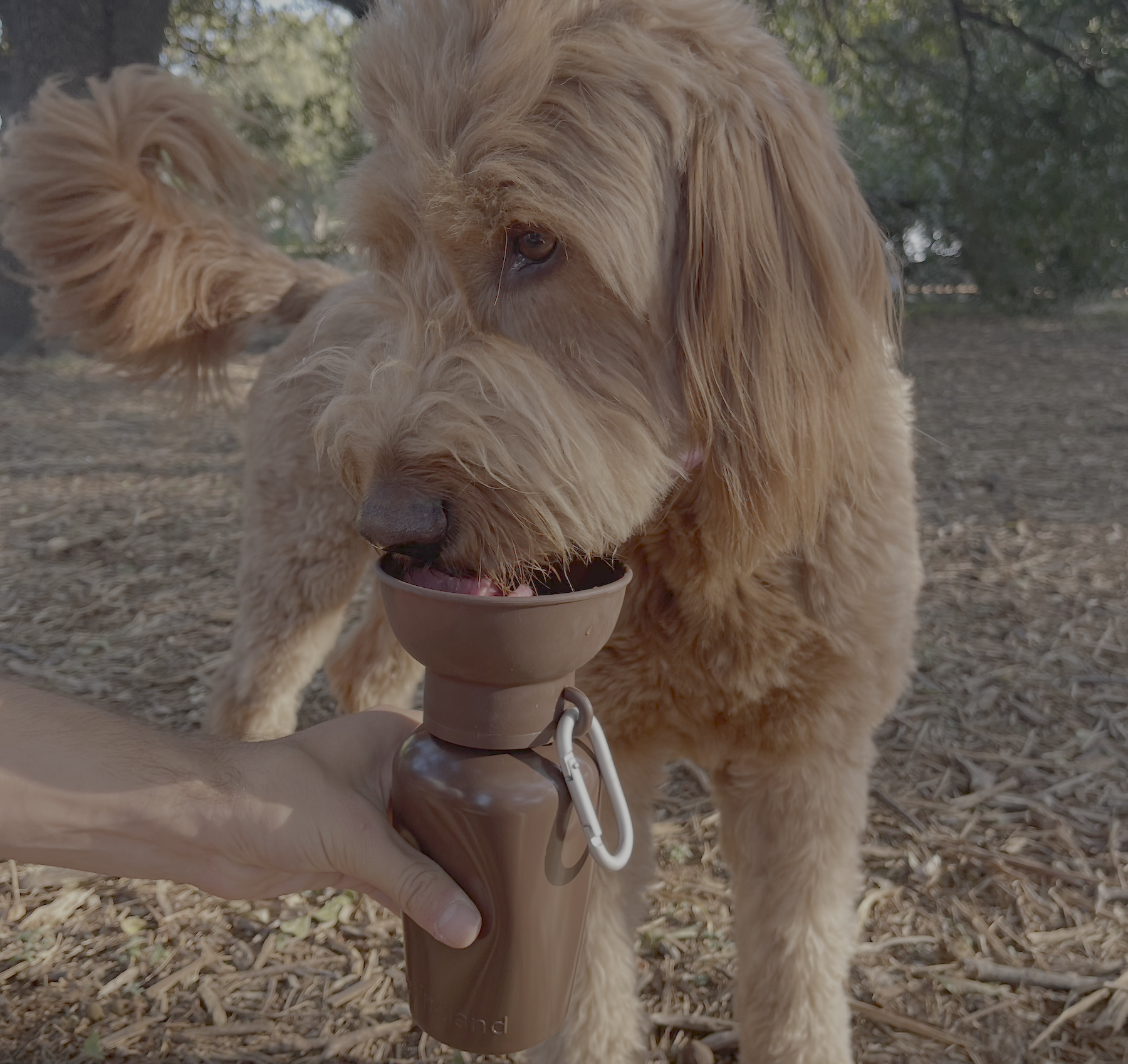 Springland Pets - Wholesale Pet Treat Jar - Dog - Limited-Ed Twig 20oz Flip Dog Water + Bottle Treat Dispenser3