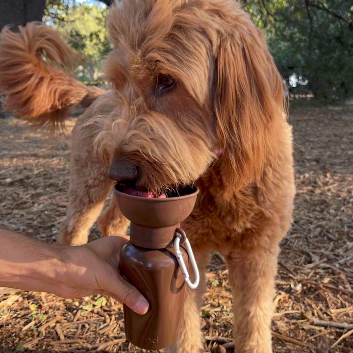 Springland Pets - Wholesale Pet Treat Jar - Dog - Limited-Ed Twig 20oz Flip Dog Water + Bottle Treat Dispenser3