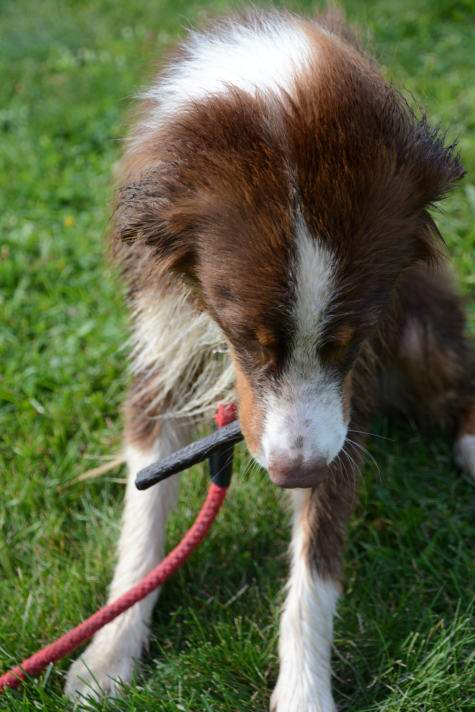 Jones Natural Chews - Wholesale Pet Treats - Dog - Beef Liver Logs Bulk1
