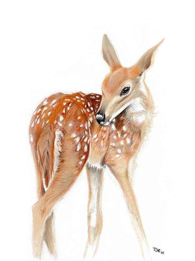 Fawn Colored Pencil Print for wholesale by 5th Season