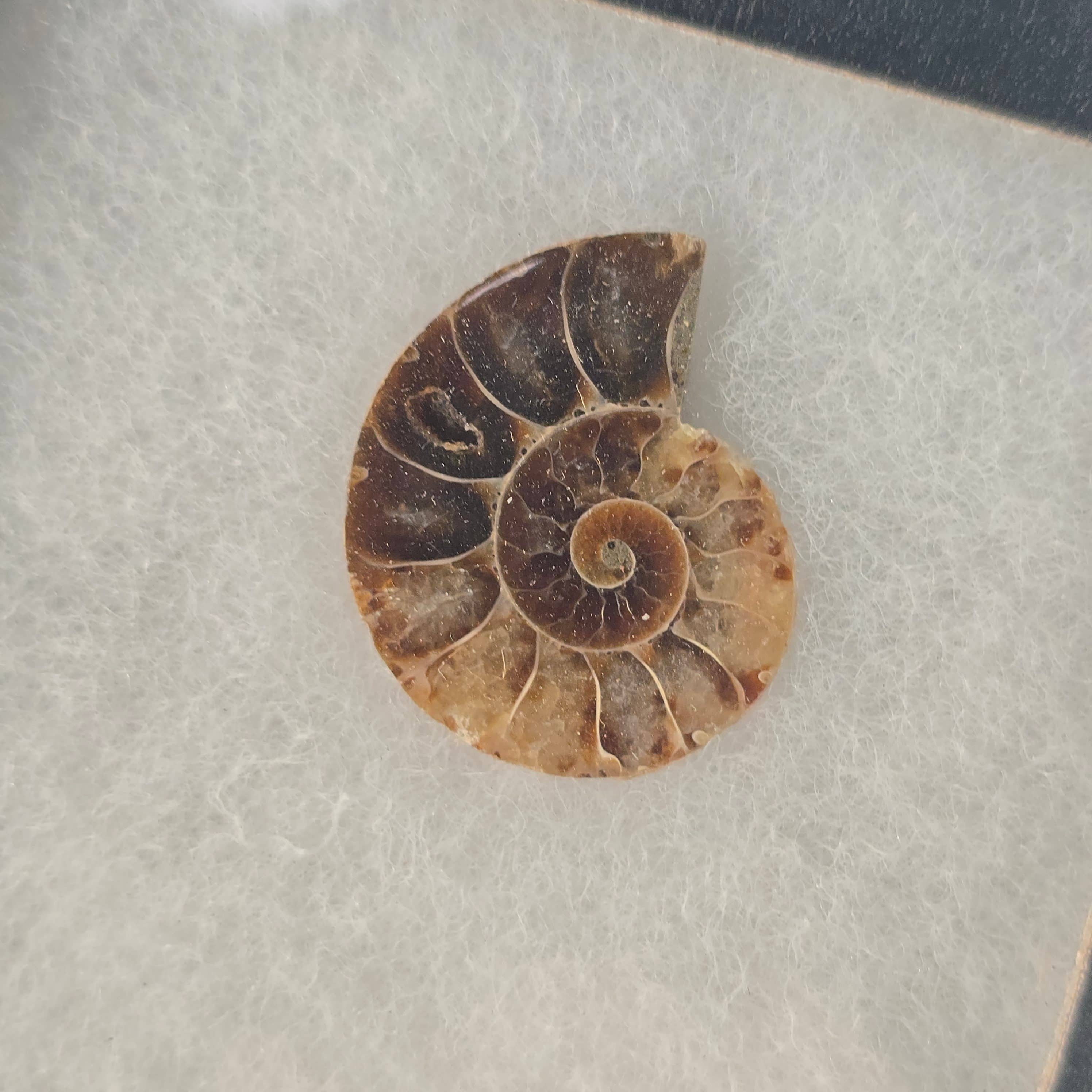 Aquamarine Daydream Wholesale - Wholesale Spiritual Stone/Crystal - Ammonite Riker Box ~ Fossil Specimen ~ Crystals & Minerals3