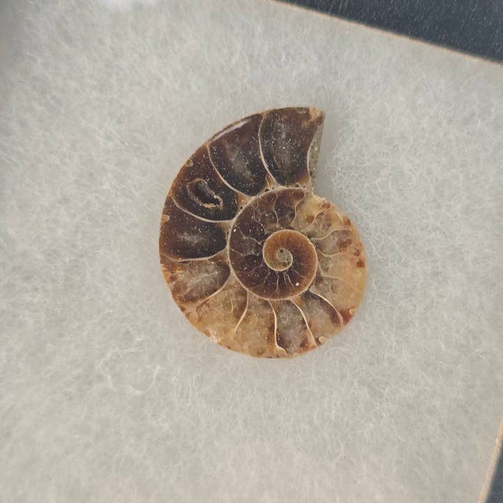 Aquamarine Daydream Wholesale - Wholesale Spiritual Stone/Crystal - Ammonite Riker Box ~ Fossil Specimen ~ Crystals & Minerals3