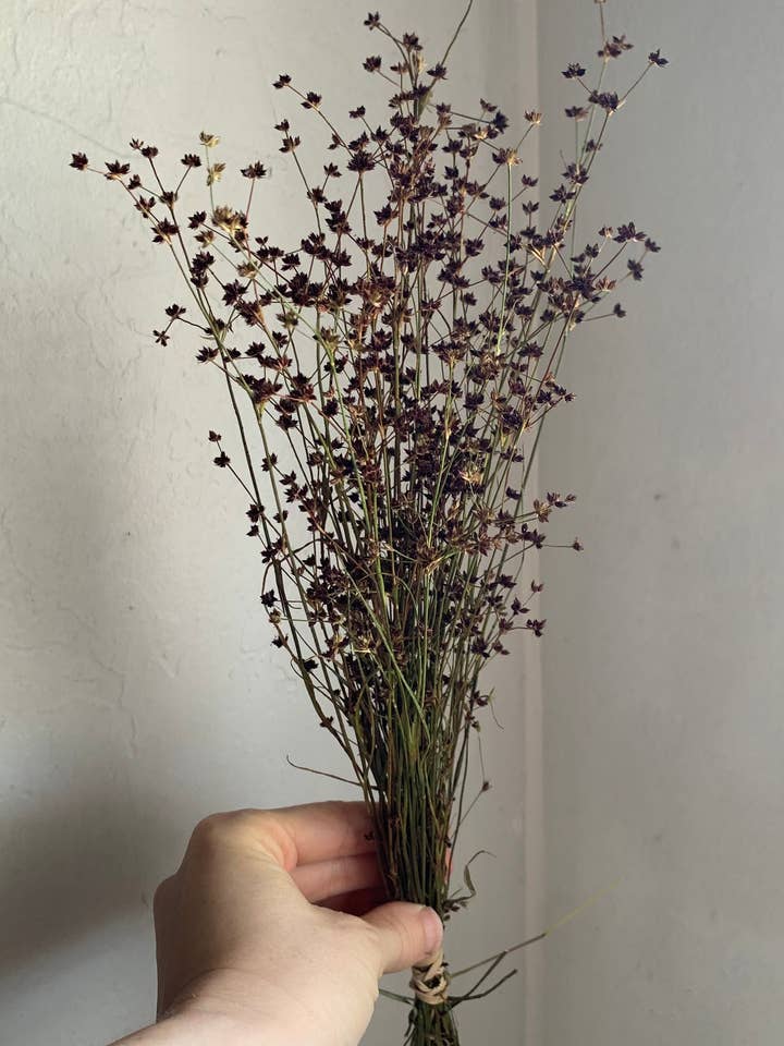 Dried Sharp Flower Rush - Miniature Dried Wildflowers for wholesale by Twig and Snip