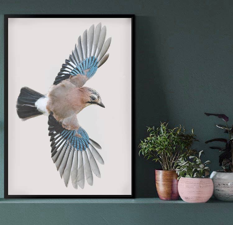 Hidden Planet - Wholesale Art Print - Eurasian Jay  | Eurasian Jay Print | Jay Print3
