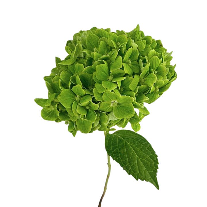 Hydrangea Emerald Green - Fresh Cut Flowers for wholesale by Metro Flower Market