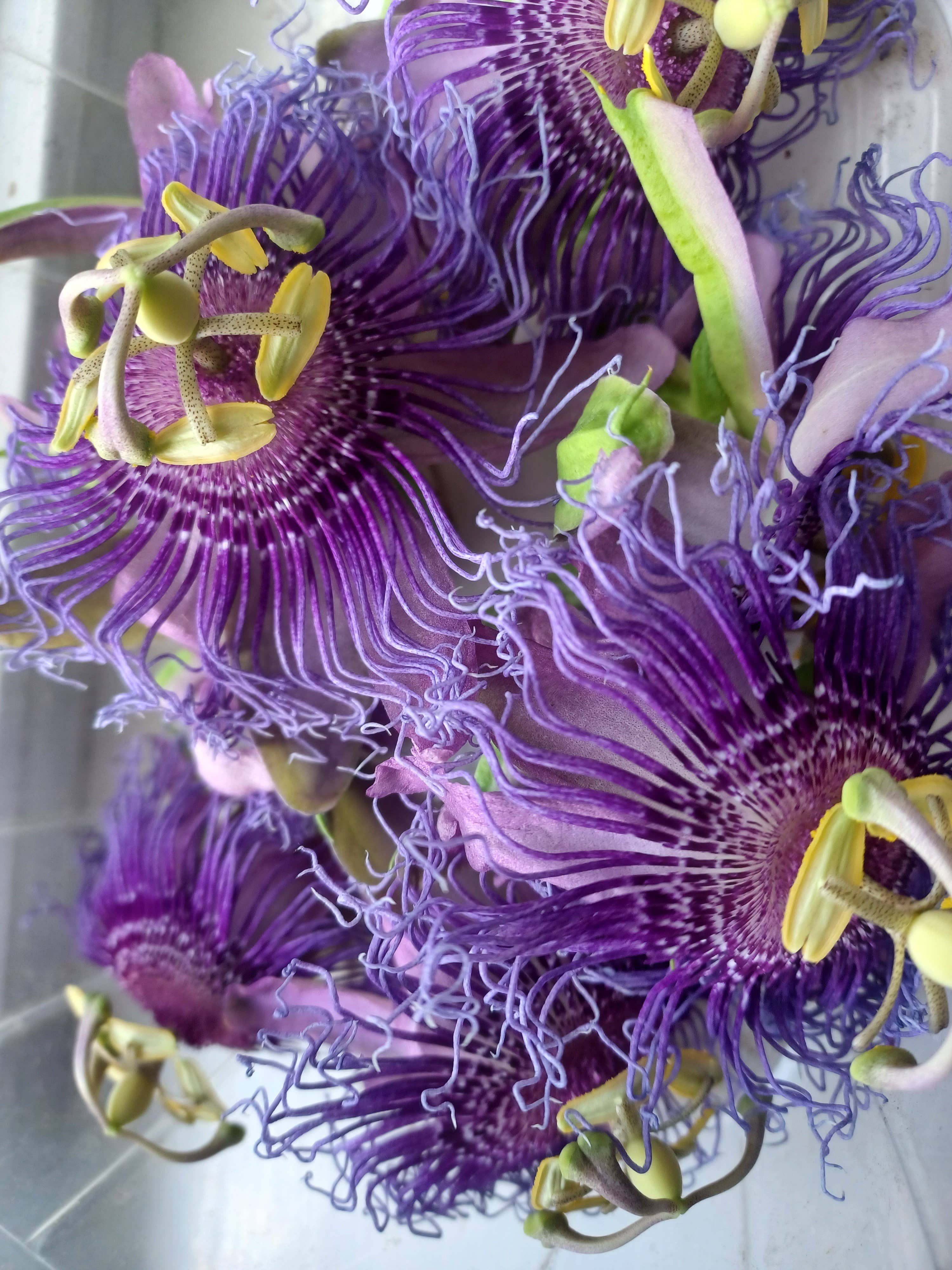 By Our Hands - Vendita all'ingrosso Tè sfusi - Fiore della passione biologico0