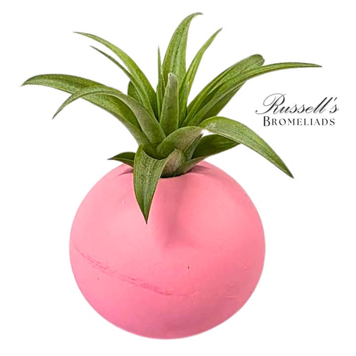 Russell's Bromeliads - Wholesale Live Plant - Bubble Set With Air Plants - Half Pack
