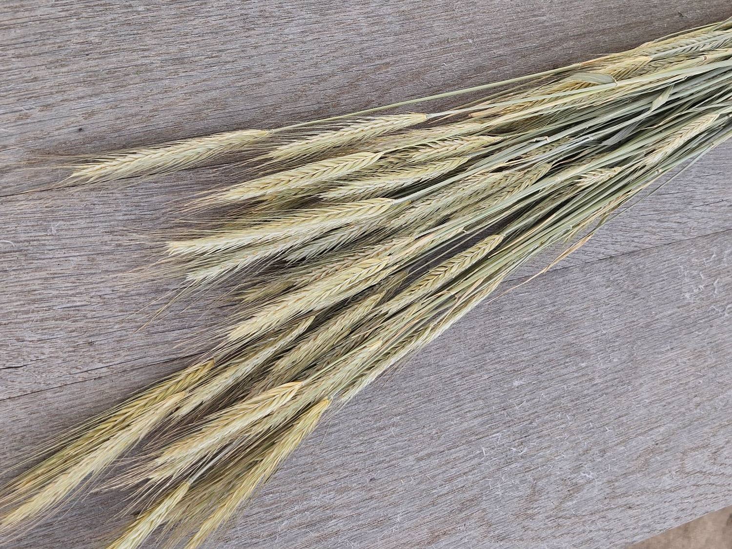 Alissas Flower Farm - Wholesale Dried/Pressed Flowers - Grain:  Bearded Rye2