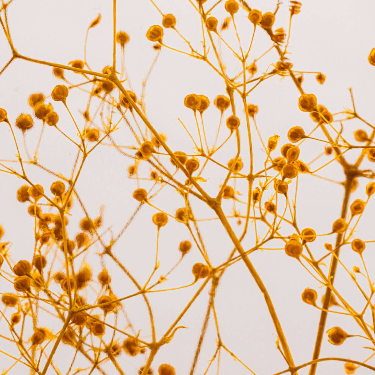 Theophile Berthon - Vente Plante - L'Herbarium Gypsophile safran - plante immergée5