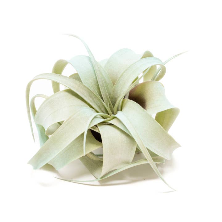Air Plant Shop - Wholesale Live Plant - Color Enhanced Tillandsia Mini Xerographica Air Plants8