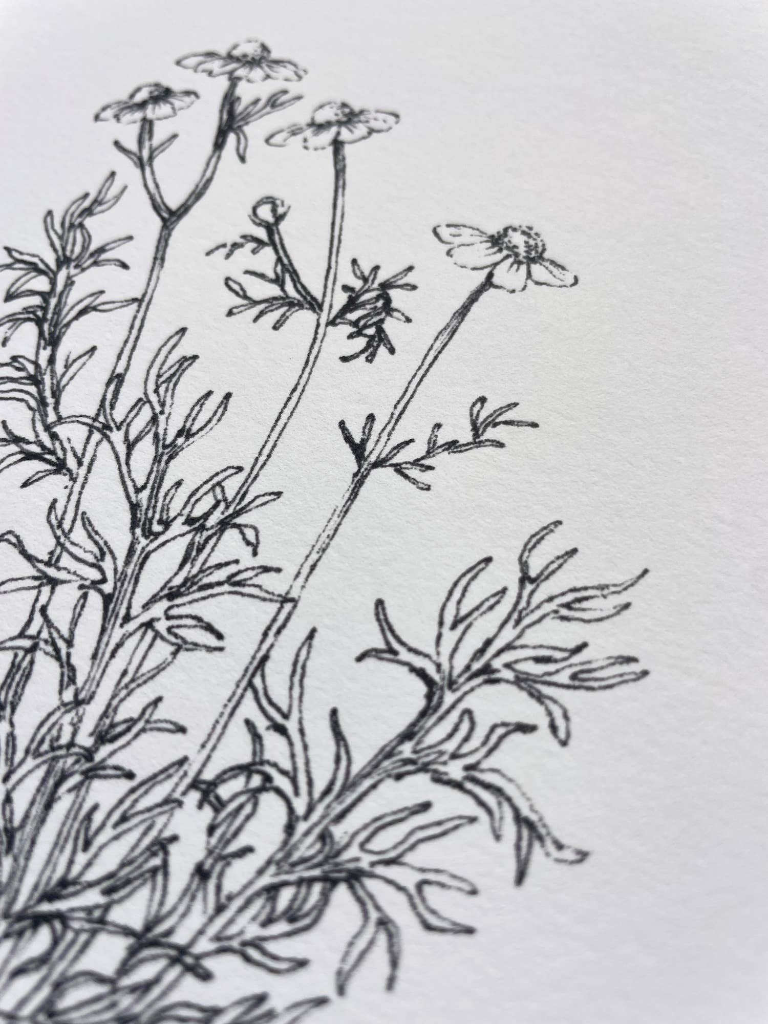 Kara Valentino Ffield Art - Wholesale Art Print - Chamomile |  Art Print 6