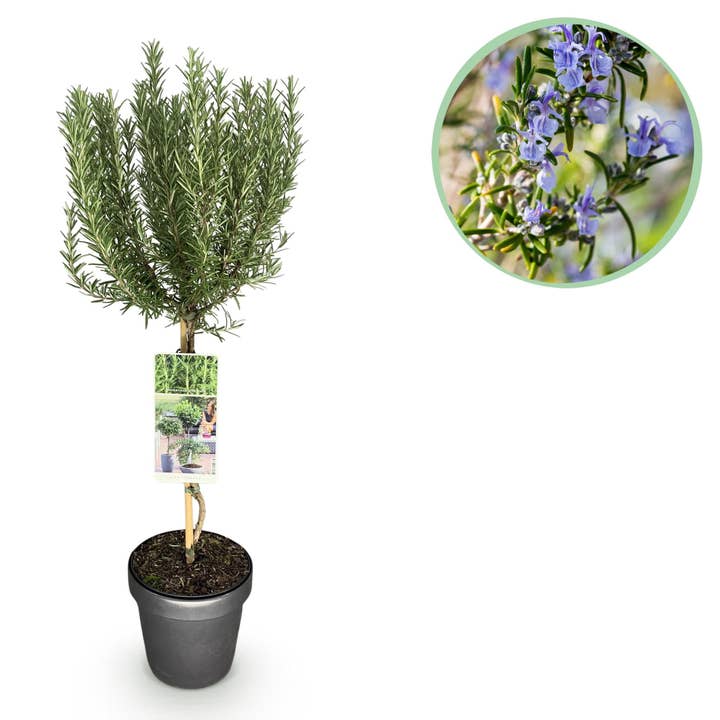 Rosmarin Rosmarinus officinalis – 19cm Höhe ca.90cm – Immergrün & winterhart – Lila Blüte – Aromatische Kräuterpflanze für den Großhandel von Oasis of Life