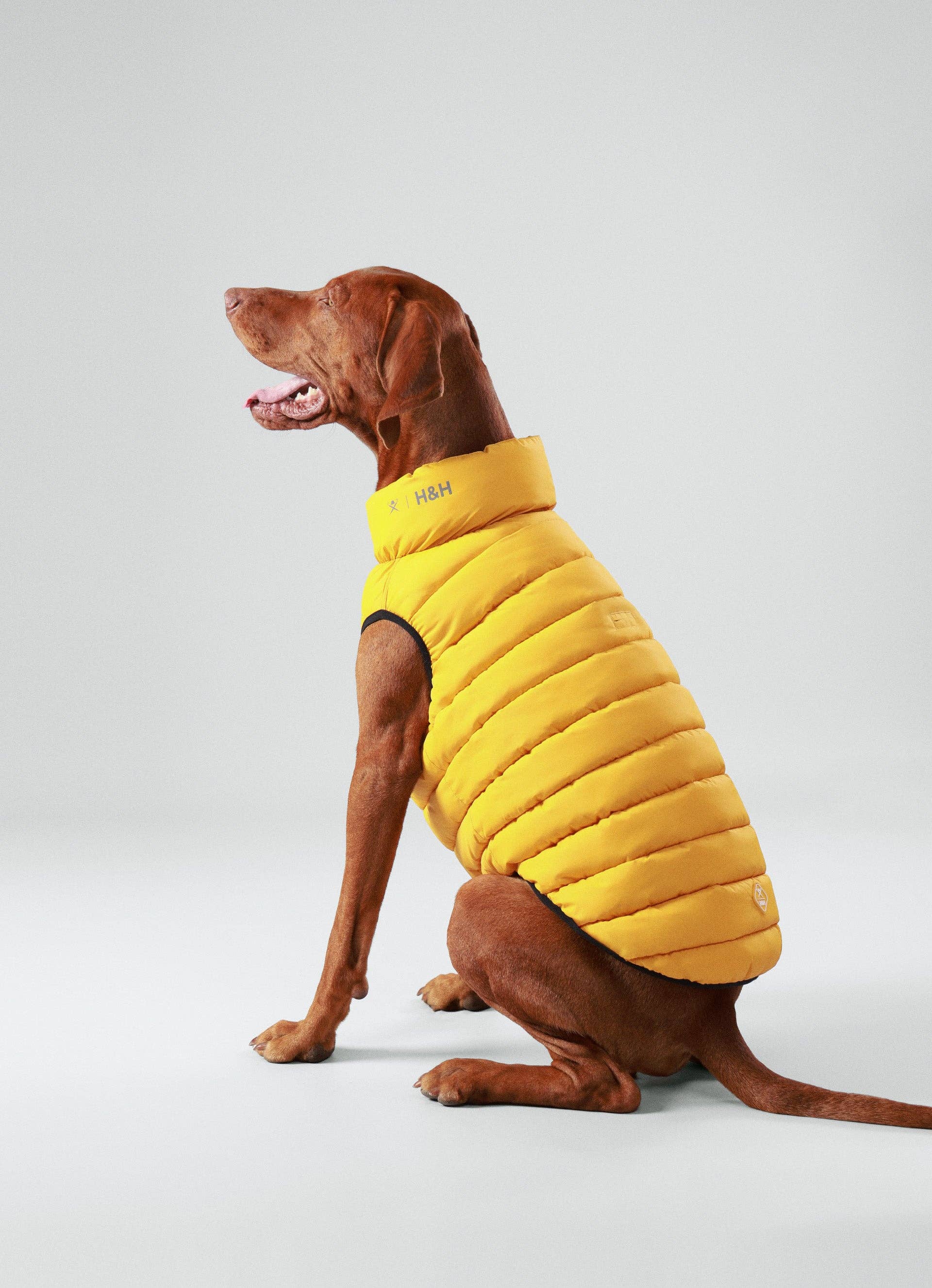Hugo & Hudson – wholesale Hundjacka - Hund – Hackett x Hugo Hudson hundpufferjacka, Skogsgrön & Guld7
