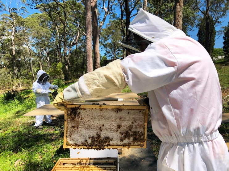 Humble Bee Australia – Mel por atacado – Mel Cru 100% Australiano - 200 gramas3