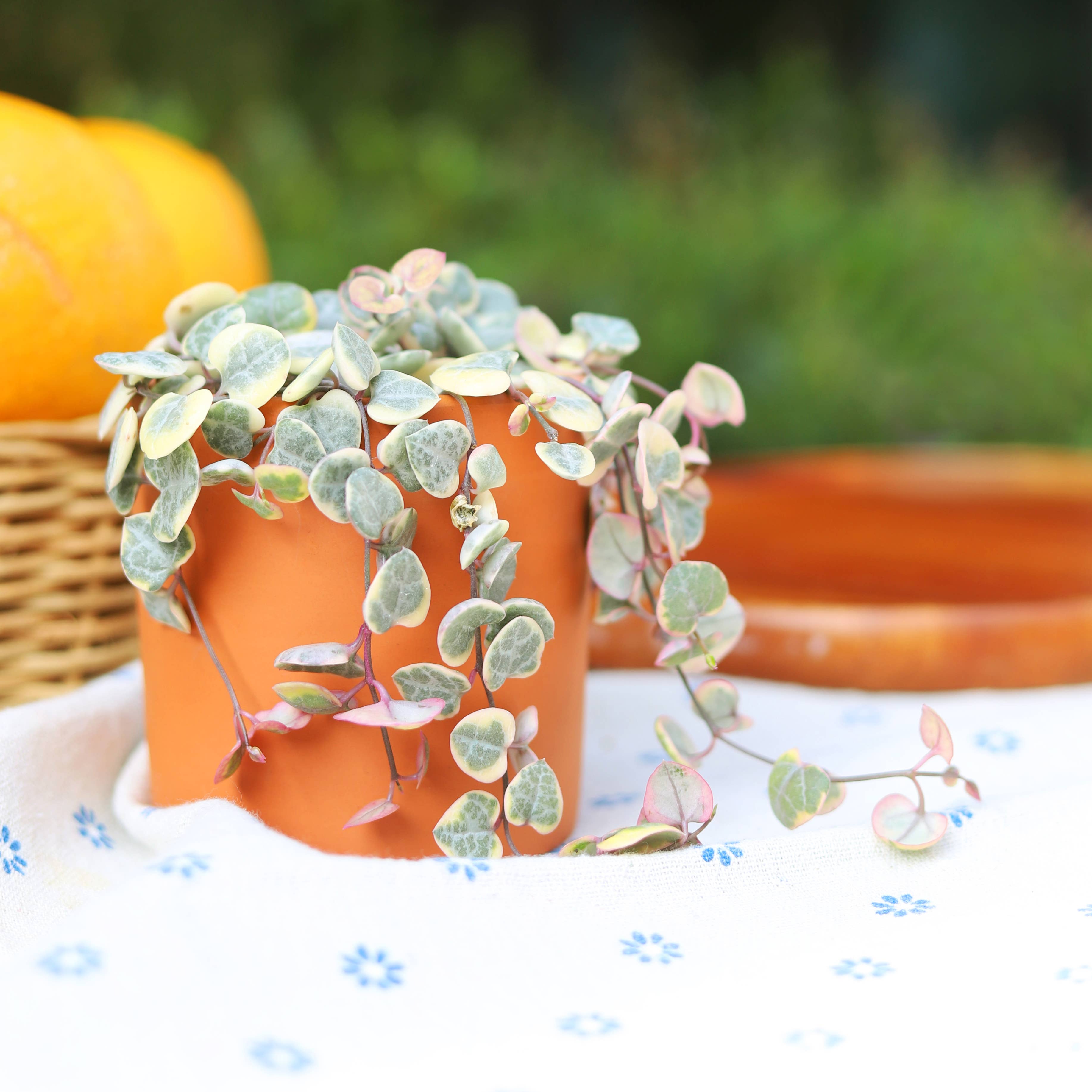 Best Plant Friend - Vente Succulentes - Chaîne de cœurs panachée - Plante succulente en pot de 4/6 pouces6