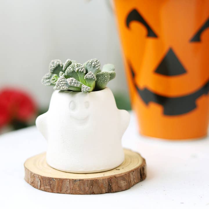 Concrete Leaf Titanopsis Calcarea - Rare Succulents 2/4in and other Purchase Wholesale calca. Free Returns & Net 60 Terms on Faire trending on Faire.