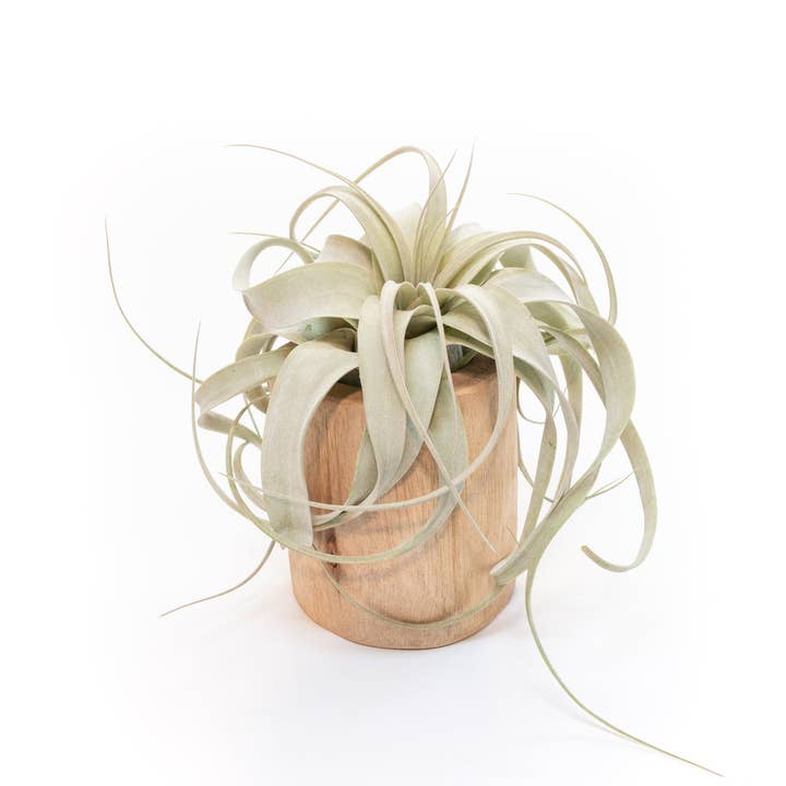 Air Plant Shop - Wholesale Live Plant - Large Driftwood Containers with Custom Tillandsia Air Plant