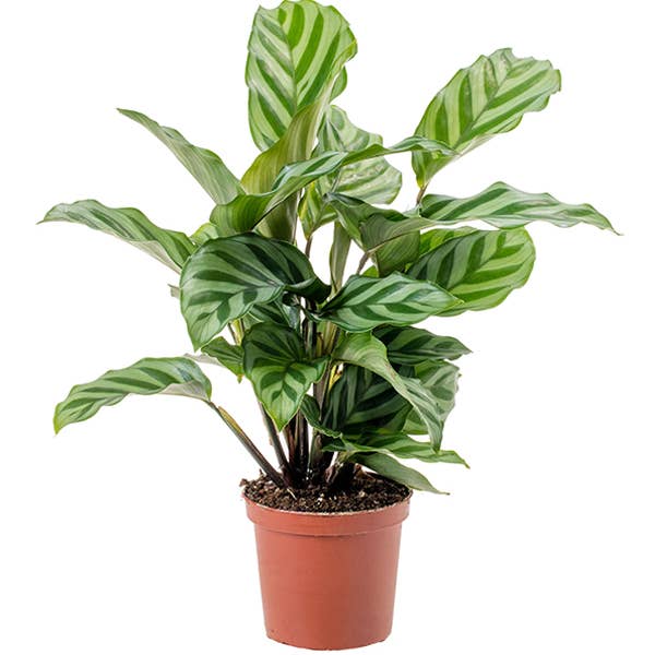 Calathea Concinna House Plant in 4" Grow Pot (Pack of 3) for wholesale by Home Botanicals