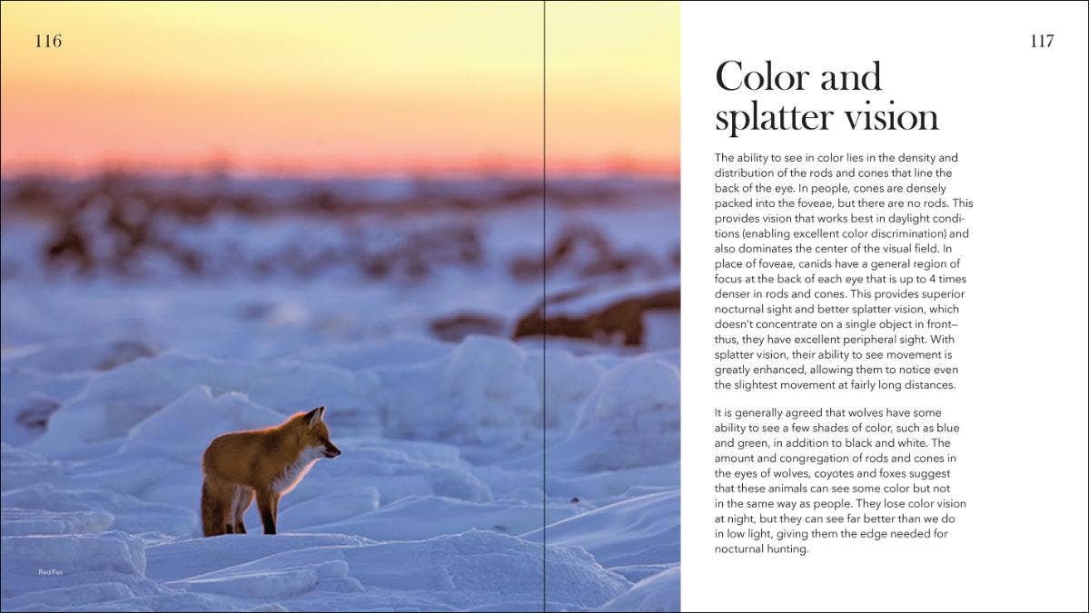 AdventureKEEN - Vente Nature et plein air - Loups, coyotes et renards5