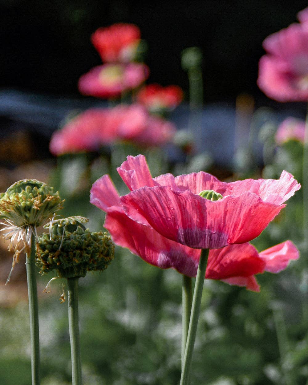 Plantgem - Wholesale Plant Seeds - Hens and Chicks Breadseed Poppy - 100 Seeds2