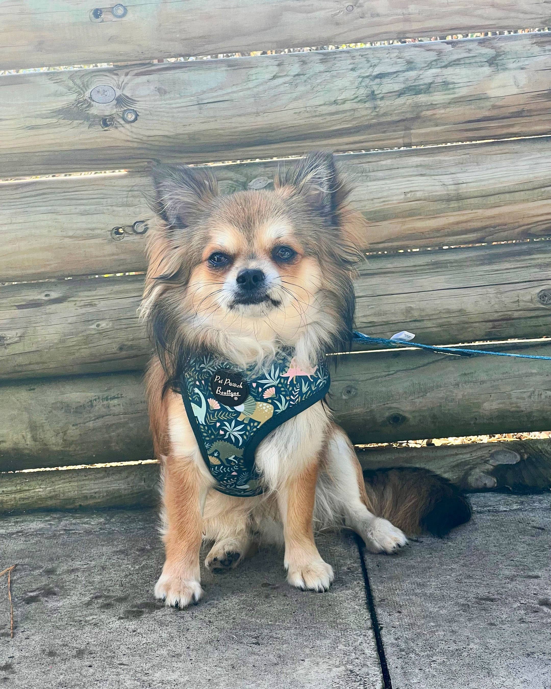 Pet Pooch Boutique - Wholesale Pet Harness - Dog - Dino Rawr Dinosaur Dog Harness With Optional Bow Tie5