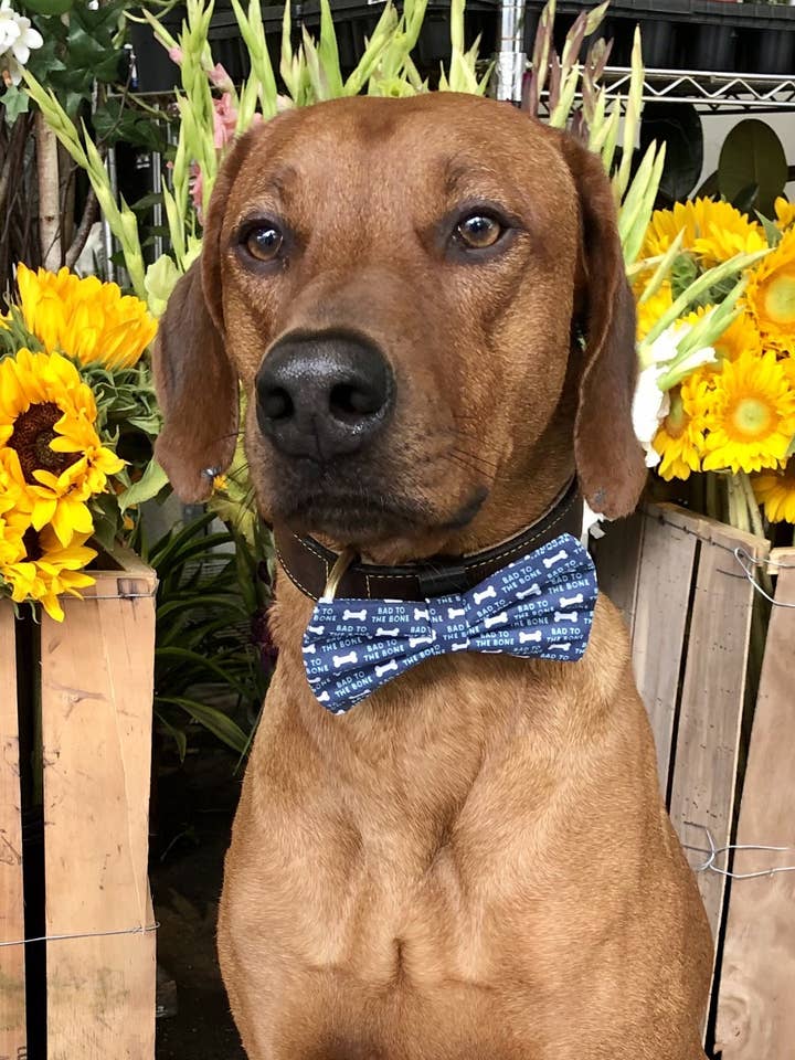 Noeud Papillon Bad to the Bone pour la vente par Koa's Ruff Life