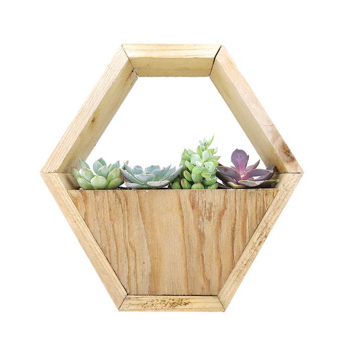 Best Plant Friend - Wholesale Succulent - Succulent Arrangement in Hexagon Wall Planter1