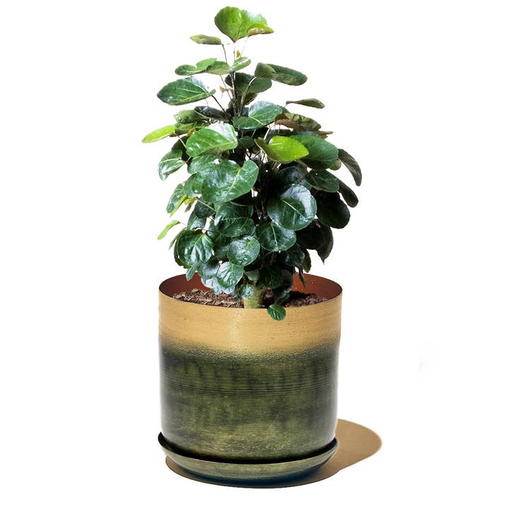 Chive - Wholesale Plant Pot - Joe Metal Pot & Saucer 7"/8"/10"/12"