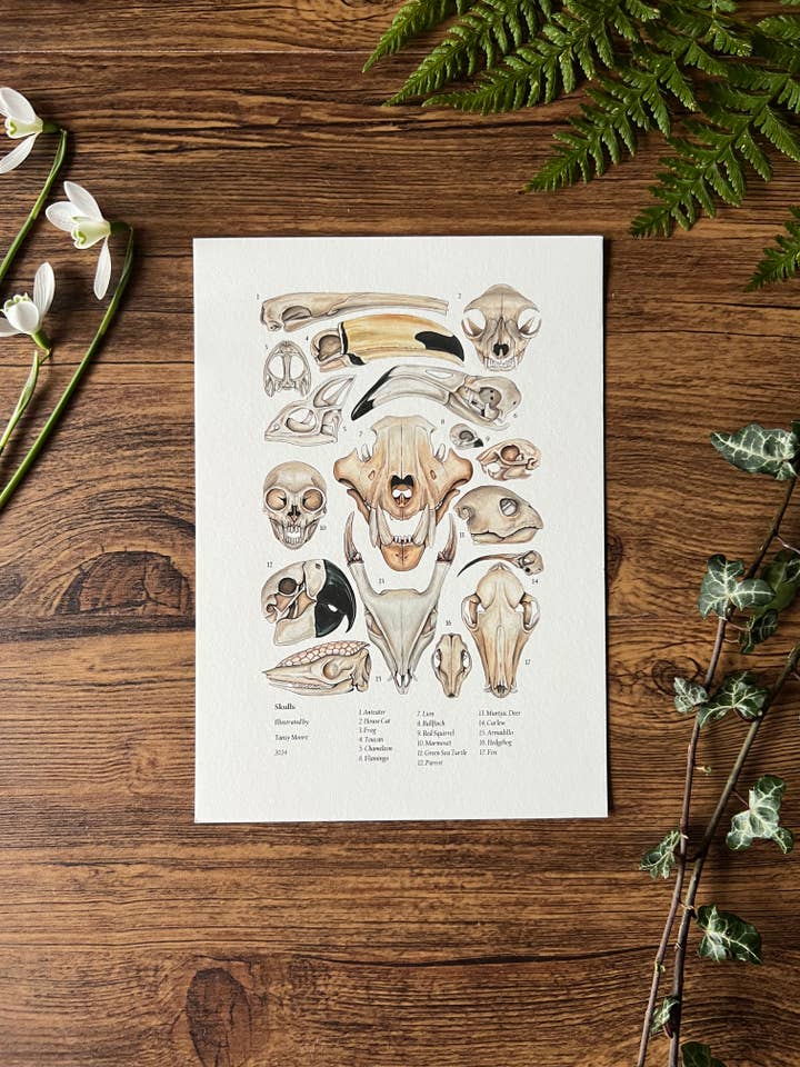 Skulls, Fine Art Print for wholesale by Tansy Moore