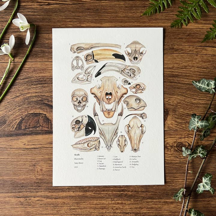 Tansy Moore - Wholesale Art Print - Skulls, Fine Art Print