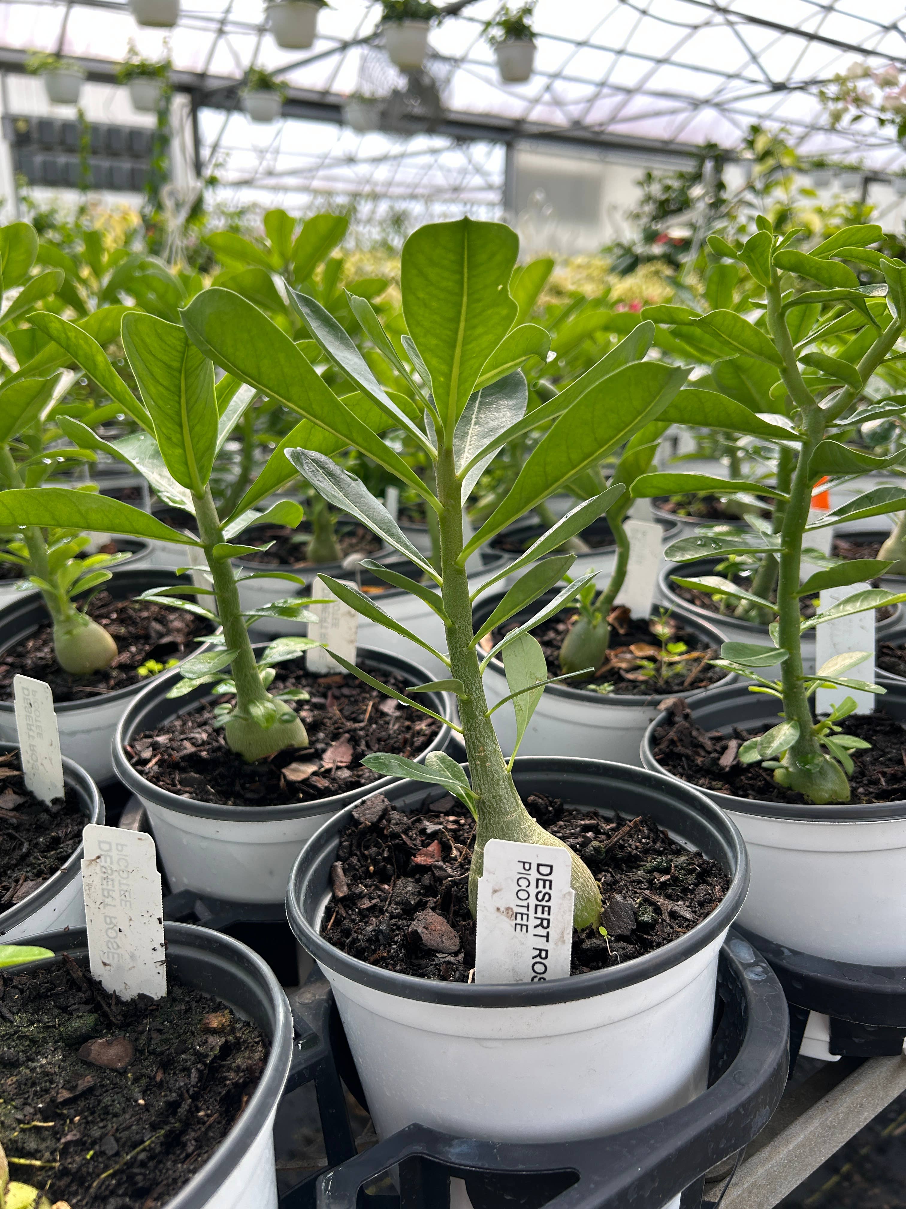 O F Nelson’s - Wholesale Live Plant - 6" Desert Rose (Adenium obesum)