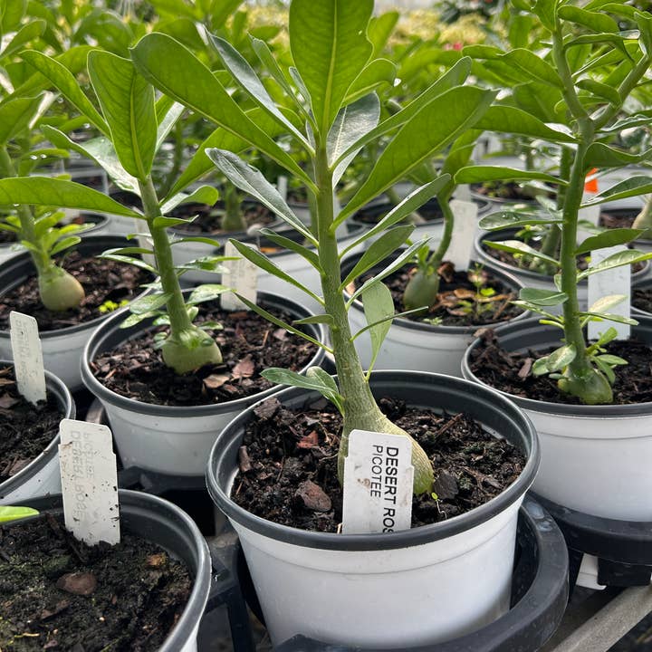 6" Desert Rose (Adenium obesum) for wholesale by O F Nelson’s