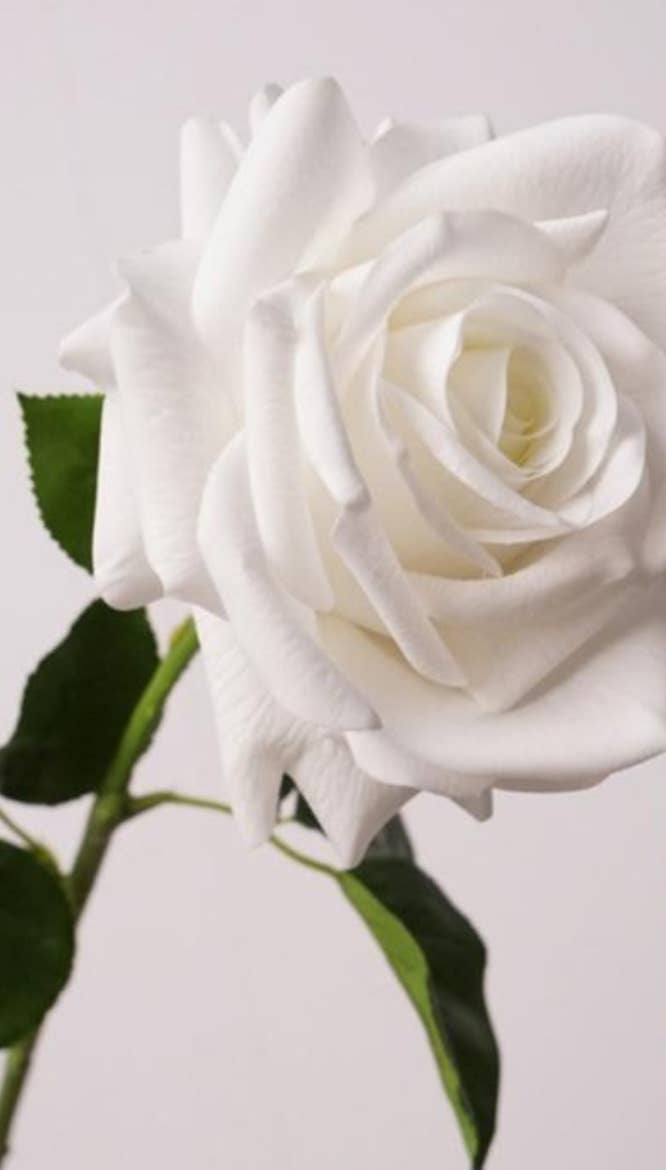 Pickadilly's - Wholesale Artificial flowers - Real Touch Premium White Rose