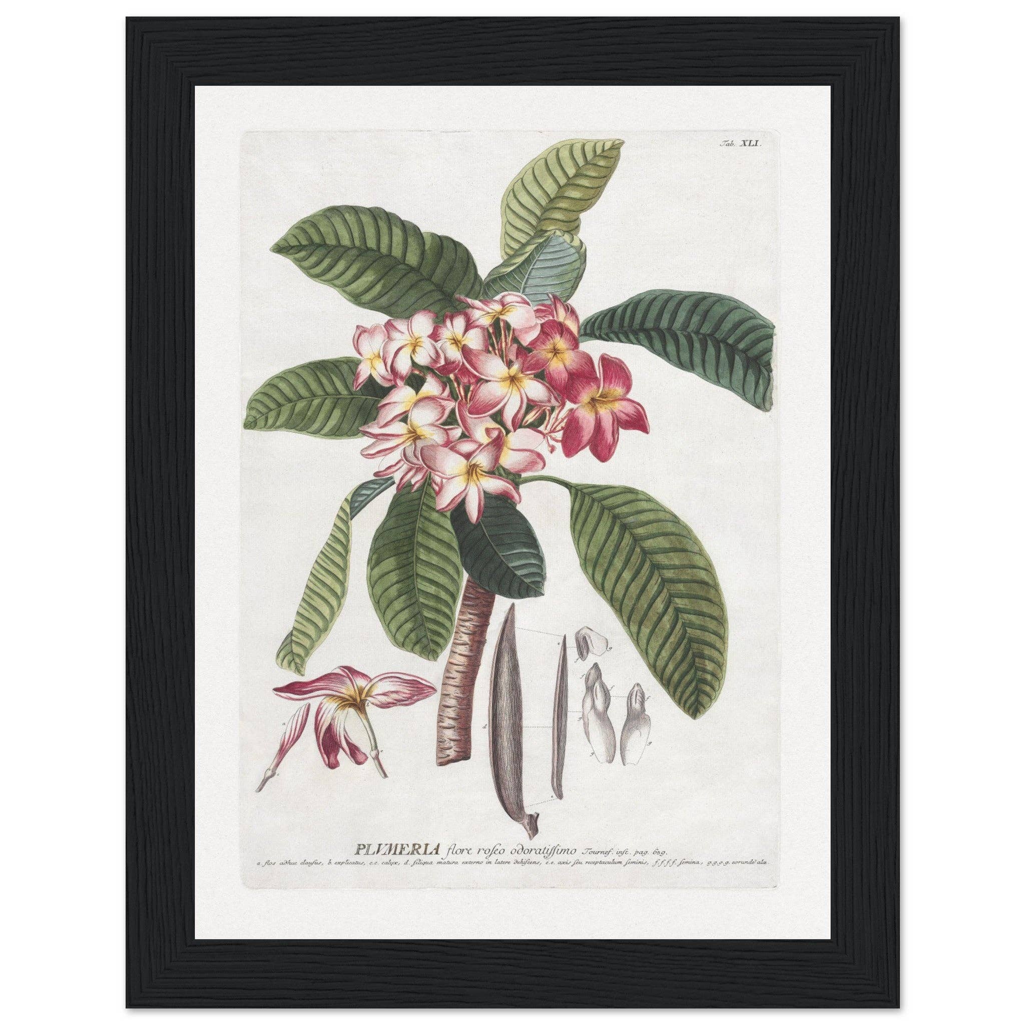 Maison de Paloma - Vendita all'ingrosso Stampa artistica - Plumeria18