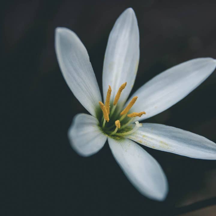 Blomma Fotografi Konst Multi-Size Väggdekor Tryck för wholesale av Hope Decor