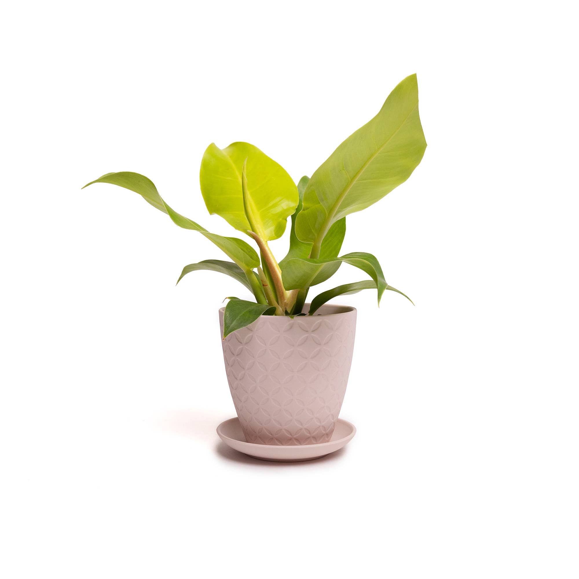 Chive - Wholesale Plant Pot - Handmade Ceramic Virago Pots | Artisan Plant Planters10