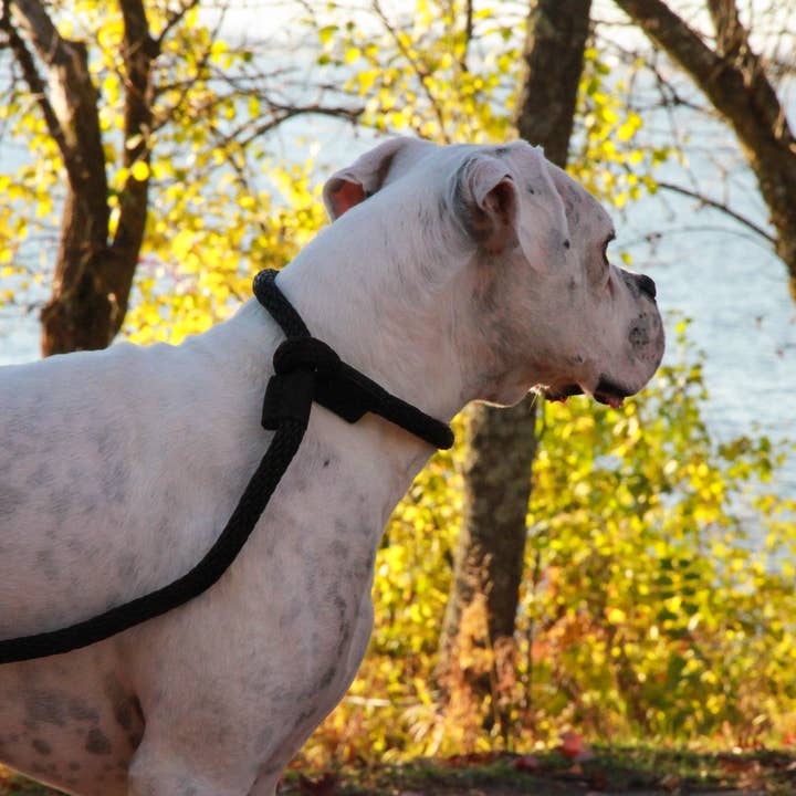 SOFT LINES - Wholesale Pet Leash - Dog - Woven Slip Lead2