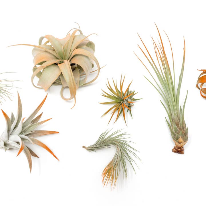 Tangerine Enhanced Tillandsia Air Plants for wholesale by Air Plant Shop