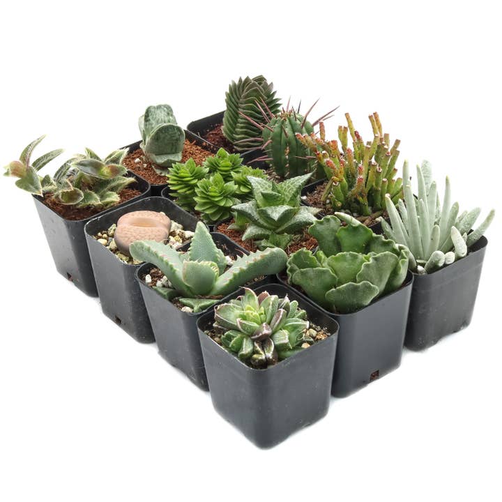Mountain Crest Gardens - Wholesale Succulent - Rare & Unique Succulent 12-Pack (12 Varieties, 2" Pots)