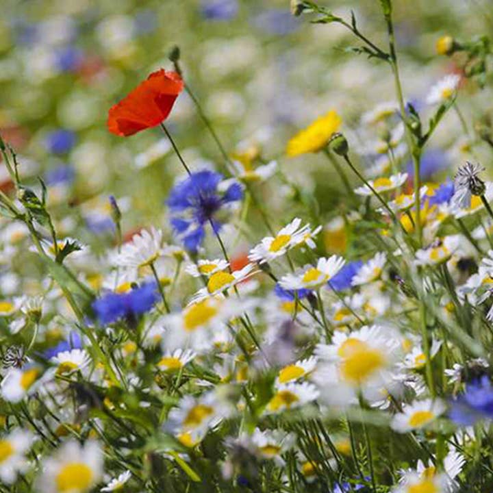 Herboo – wholesale Plant seeds – Wildflower Seeds1