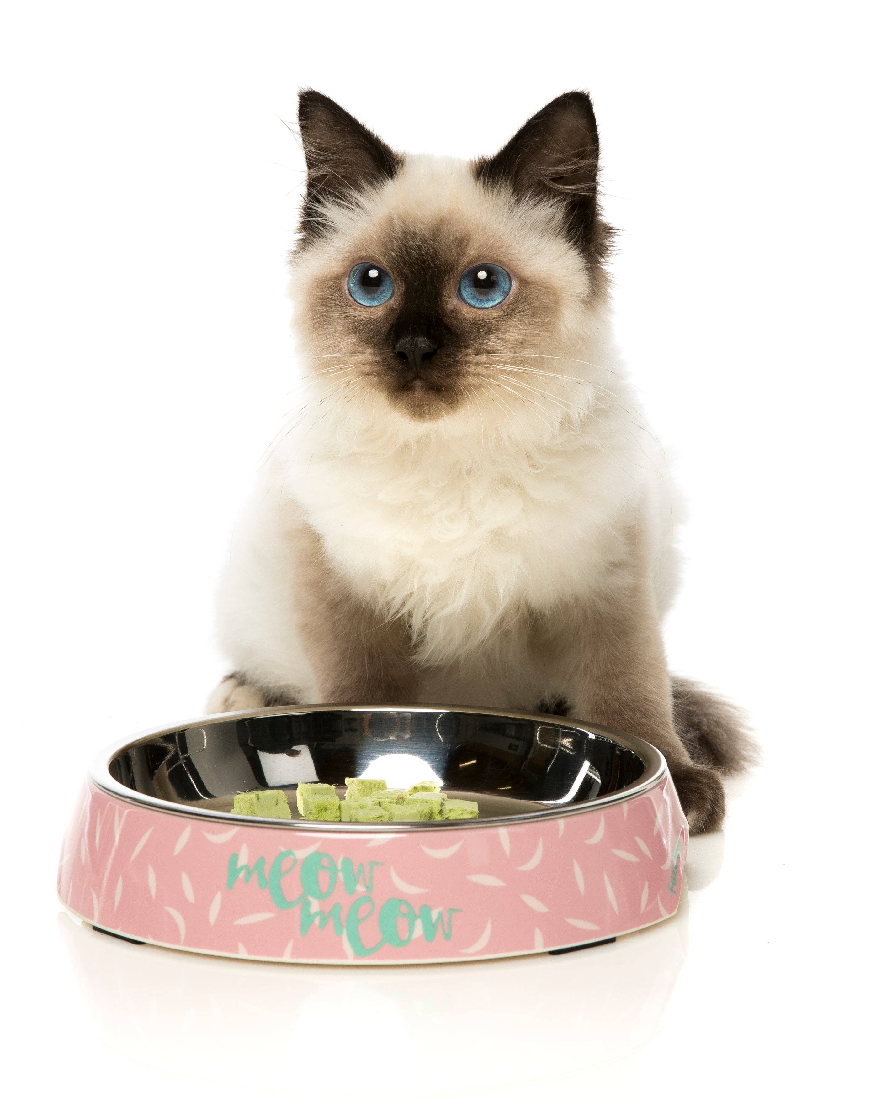 In Vogue Pets – wholesale Pet bowl – Cat/dog – Featherstorm Cat Feeding Bowl2