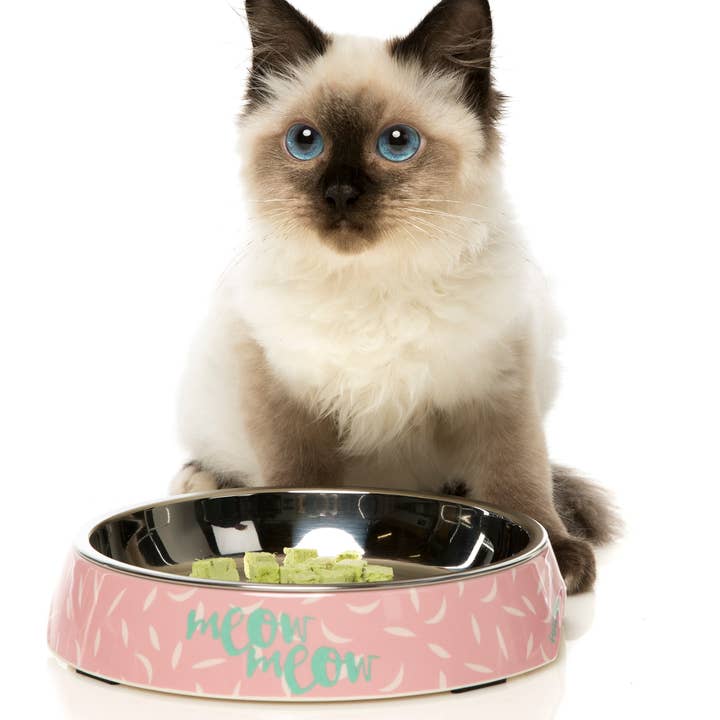 In Vogue Pets – wholesale Pet bowl – Cat/dog – Featherstorm Cat Feeding Bowl2