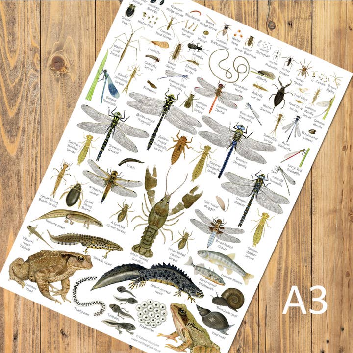 British Pond & Stream Identification A3 Poster, Art Print for wholesale by Rie Designed