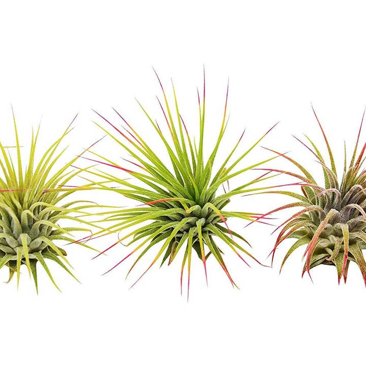 House Plant Wholesale - Wholesale Live Plant - 3 Ionantha Guatemala Air Plants / FREE Care Guide / Blooms