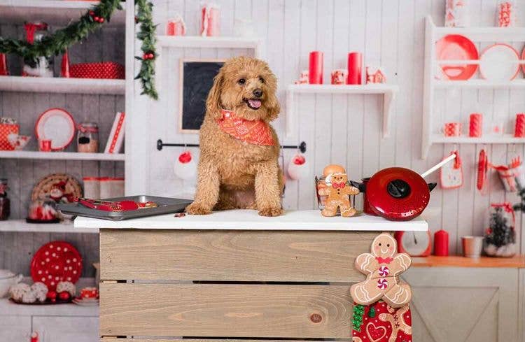 BibbyBubby - Vente Bandana – chien - Bandana pour chien Santa Paws (vacances, Noël, Noël)2