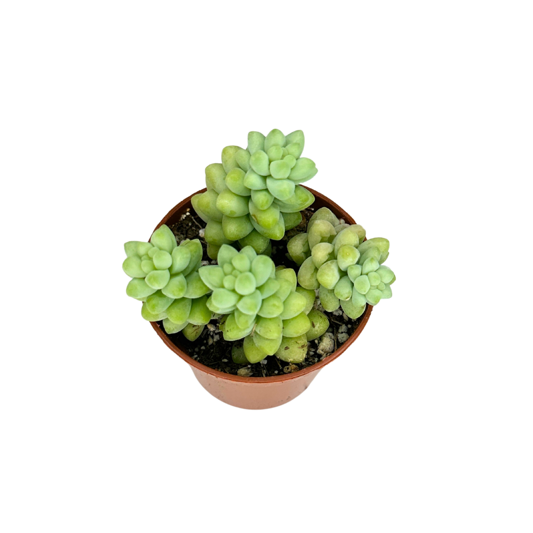 Flow State - Wholesale Live Plant - 2" Donkey Tail (Sedum morganianum) – Burro's Tail Succulent 1