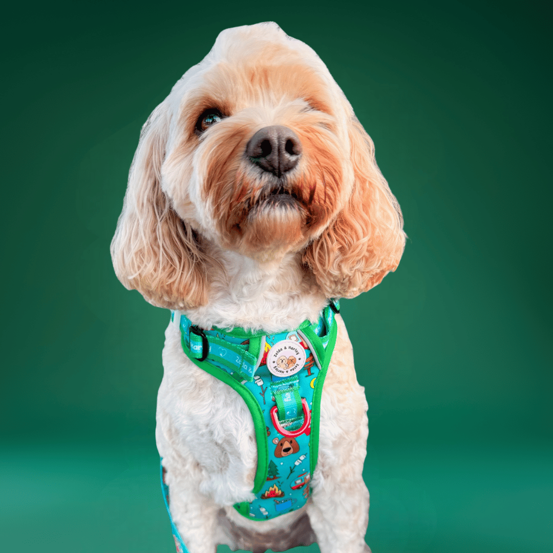 Zelda & Harley | The Dog Mom Store - Wholesale Pet Harness - Dog - Bark Ranger - Adventure No Pull Harness1