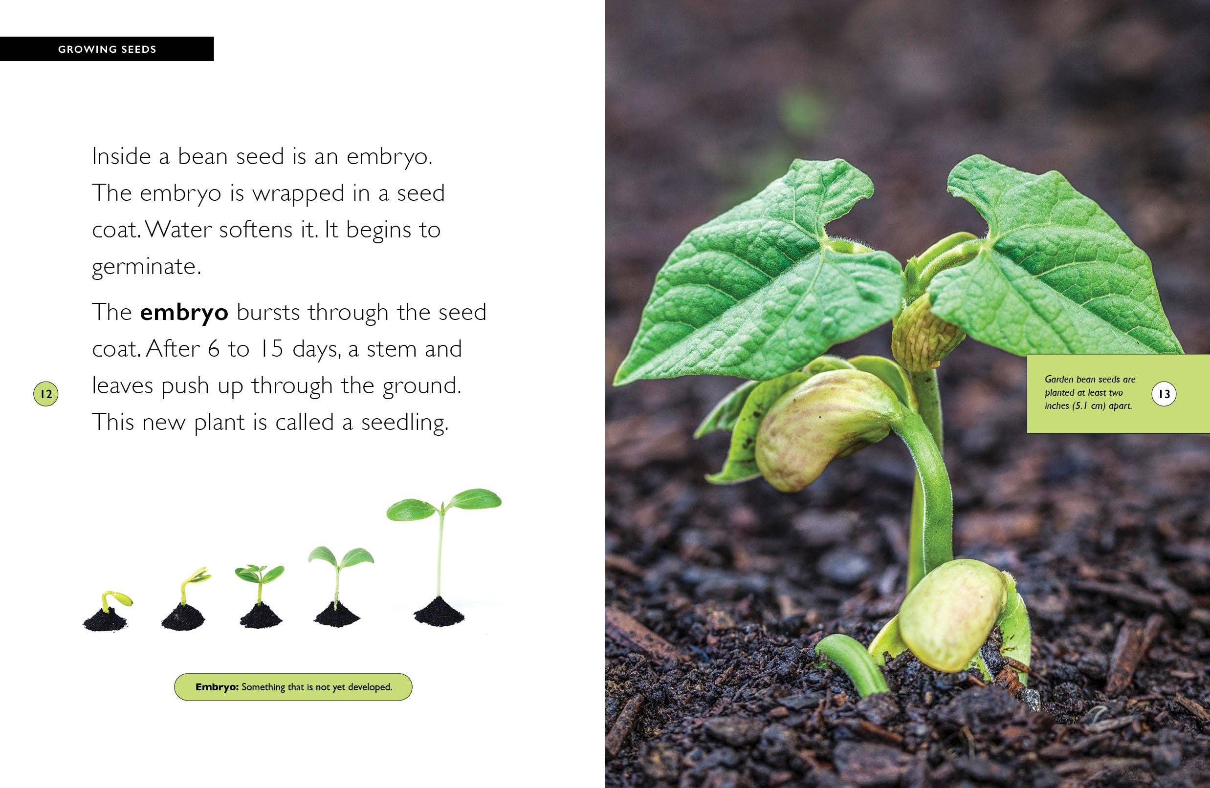 The Creative Company - Vendita all'ingrosso Libro per lettori principianti (6-8) - Fagioli2